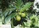 Breadfruit