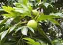 Breadfruit