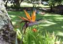 Bird of<BR>Paradise