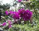 Bouganvillea