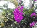 Bouganvillea