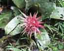 Bromeliad