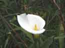Calla Lily