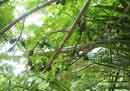 Monkey Plums