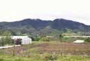 Cerro Punta Farm