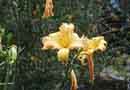 Day Lily