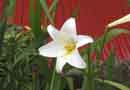 Easter Lily