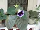Gloxinia