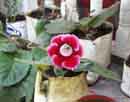 Gloxinia