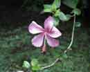 Hibiscus