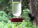 Hummingbird<BR>Nueva Suisa