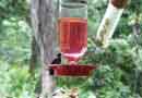 Hummingbird