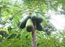 Papaya