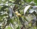 Pomarosa Fruit
