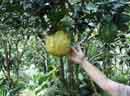 10 pound lemon<BR>at Barilles