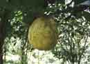 10 pound lemon<BR>at Barilles