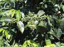 Coffee beans<BR>at Barilles
