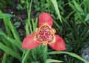 Tiger Lily