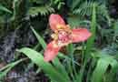 Tiger Lily