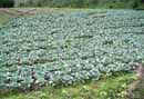 Cabbage in<BR>El Volcan
