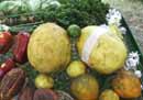 Huge Lemons